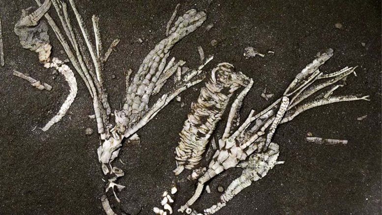“One in a Million” Find: Soft Tissue Discovered in 450-Million-Year-Old Fossil