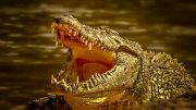 Crocodile Close Mouth Open