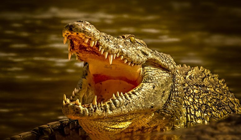 Crocodile Close Mouth Open
