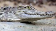 Crocodile Close Up
