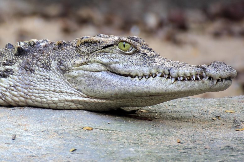 Crocodile Close Up