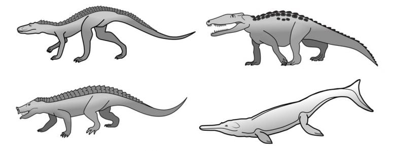 Crocodile Evolution