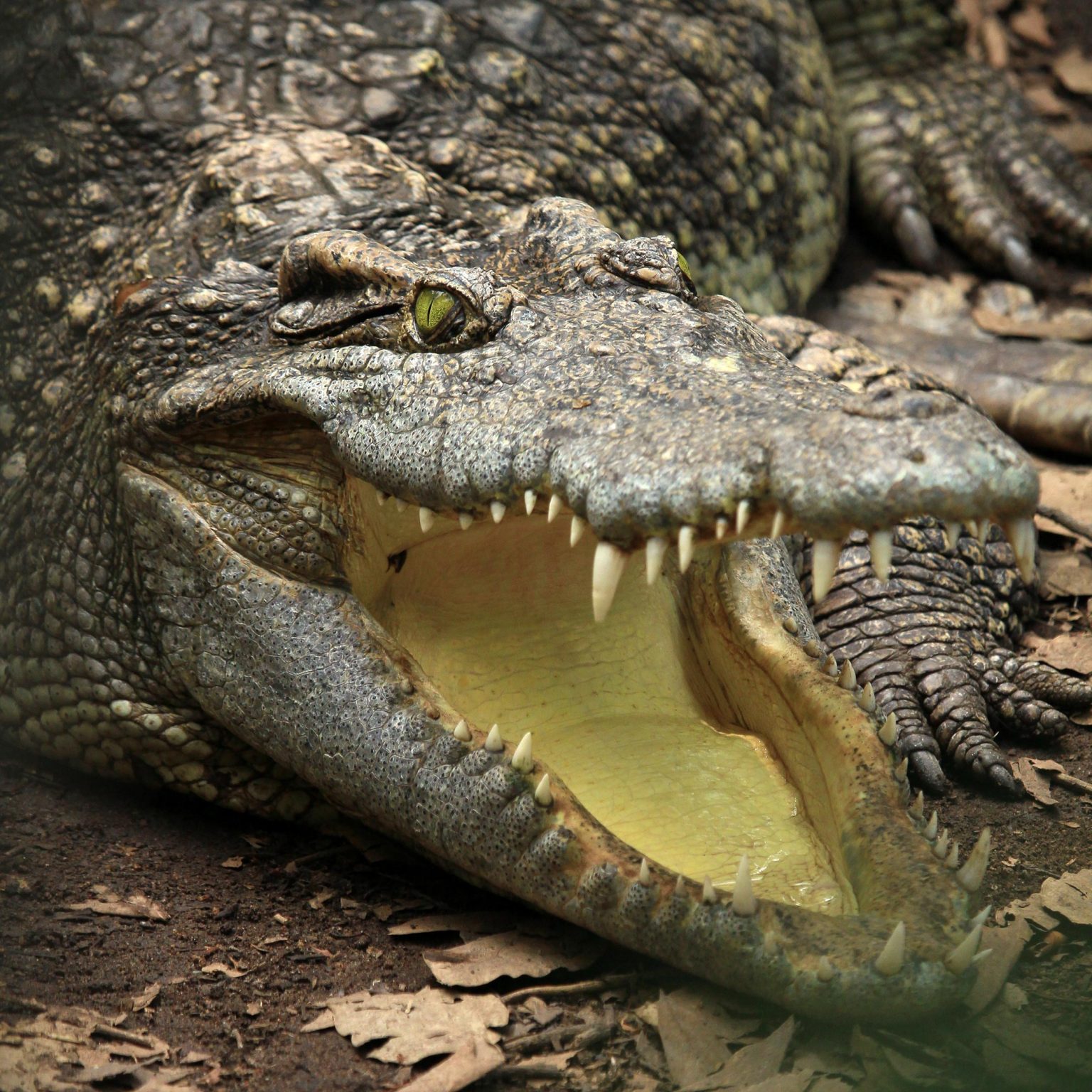 Ancient Crocodile Lacempasuchil: New Discoveries - f65jim6