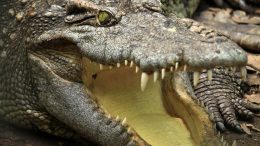 Crocodile Open Mouth