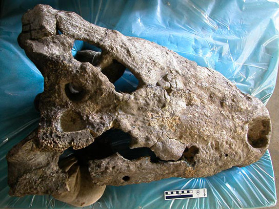 Crocodylus_thorbjarnarsoni-skull