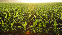 Crops Corn Field Daytime