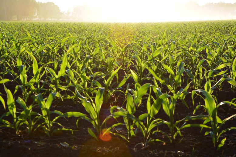Crops Corn Field Daytime