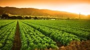 Crops Growing Fertile Farm Land