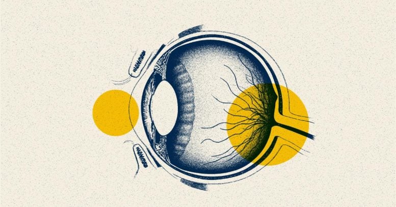 Illustrazione della sezione trasversale dell'occhio umano e della retina