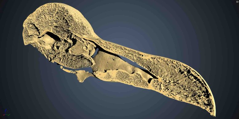Cross Section Scan of a Skull of a Dodo