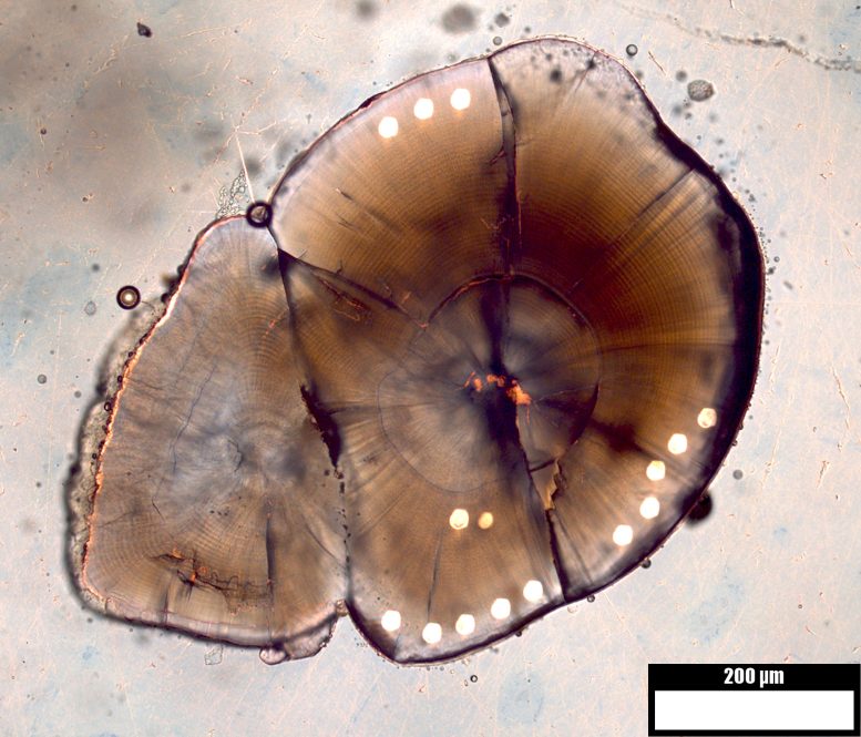 Cross Section of Salmon Otolith