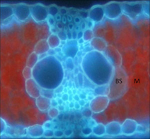 Cross-section-of-a-mature-maize-leaf