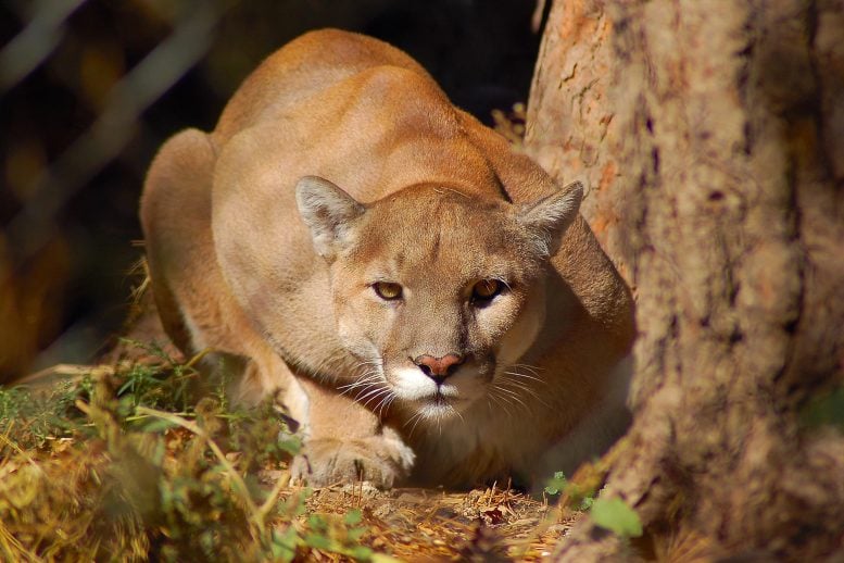 Crouching Mountain Lion Staring