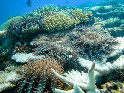 Fish Predators Help Control Coral-Eating Crown-of-Thorns Starfish on ...