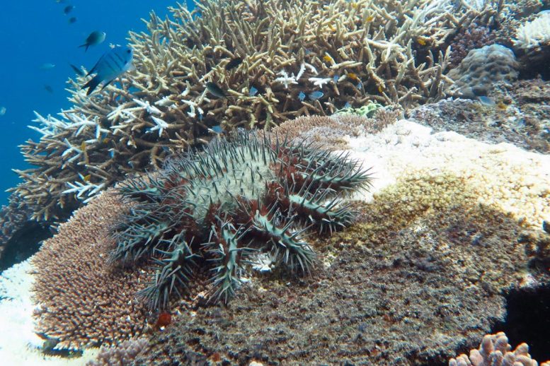 Crown-of-Thorns Starfish Feeding on a Plate Coral on the Great Barrier Reef 