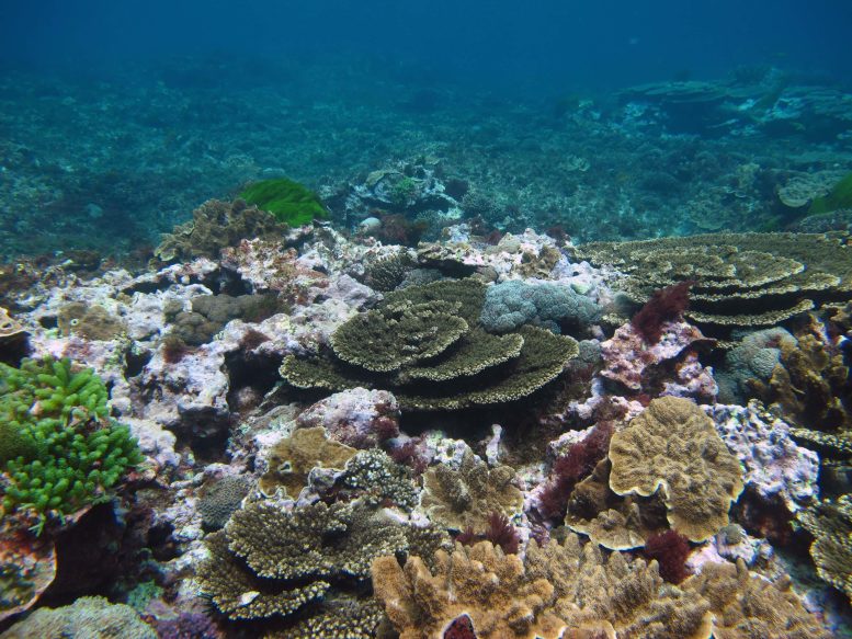 Algas Coralinas Crostosas na Ilha Lord Howe