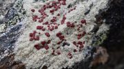 Crustose Ophioparma Lichen
