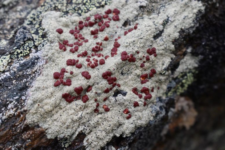 Crustose Ophioparma Lichen