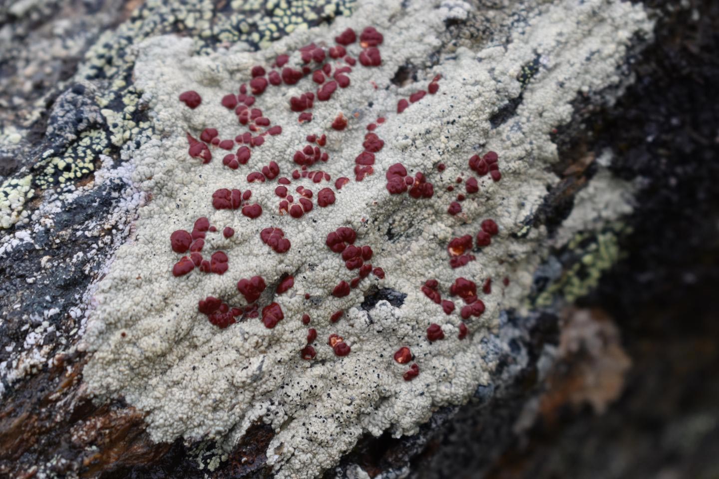 Lichens Are Way Younger Than Scientists Thought – Likely Evolved Millions of Years After Plants