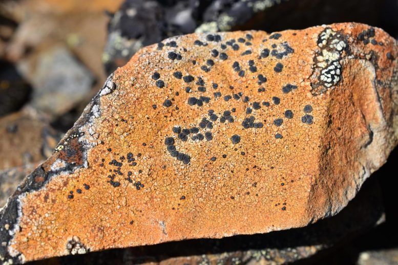 Crustose Porpidia Lichen