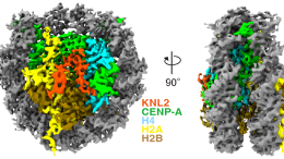 Cryo EM Structure of CENP-A Nucleosome Complex With KNL2