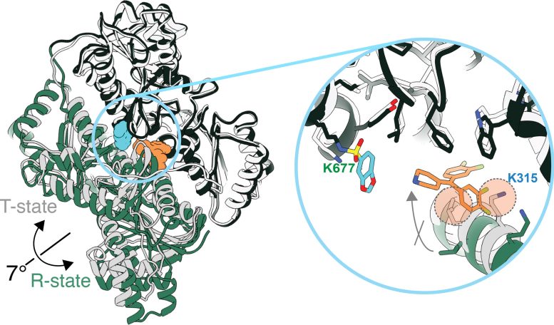 Cryo EM Structure of PFKL in Complex With XJ 4 85