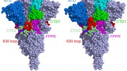 Cryo-EM Structures of the Original and Mutated SARS-CoV-2 Spike Protein