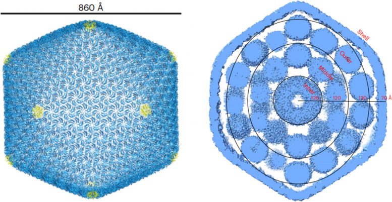 Cryo Electron Microscopy Prochlorococcus α Carboxysome