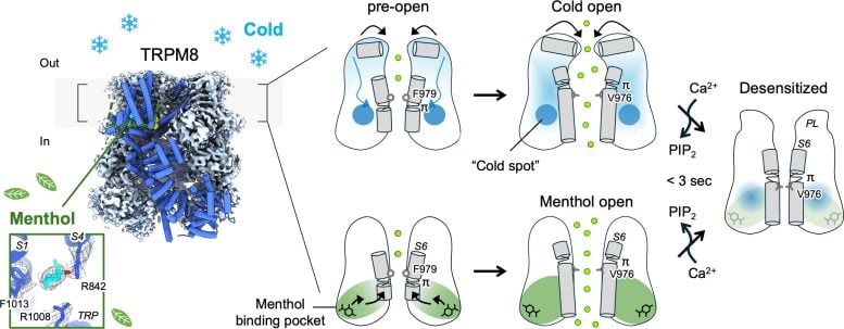 CryoEM Captures Cold Sensing Channel