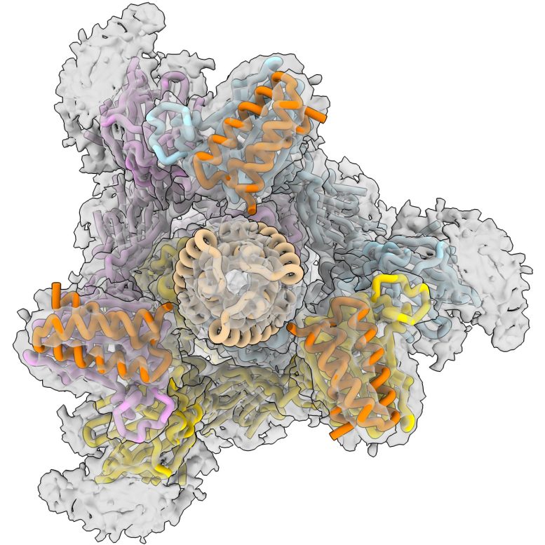 CryoEM Novel Coronavirus Spike Protein