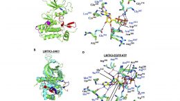 Crystal Structure of LMTK3
