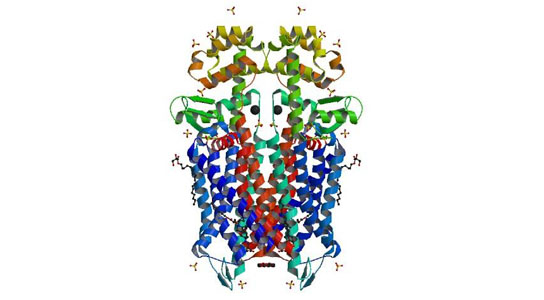 Crystal structure of the mu-opioid receptor bound to a morphinan antagonist.