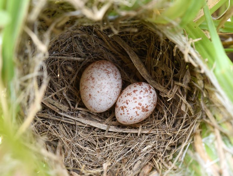 Cuckoo Finch Egg in Zitting Cisticola Nest
