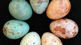 Cuckoo Finch Eggs Laid by Different Females