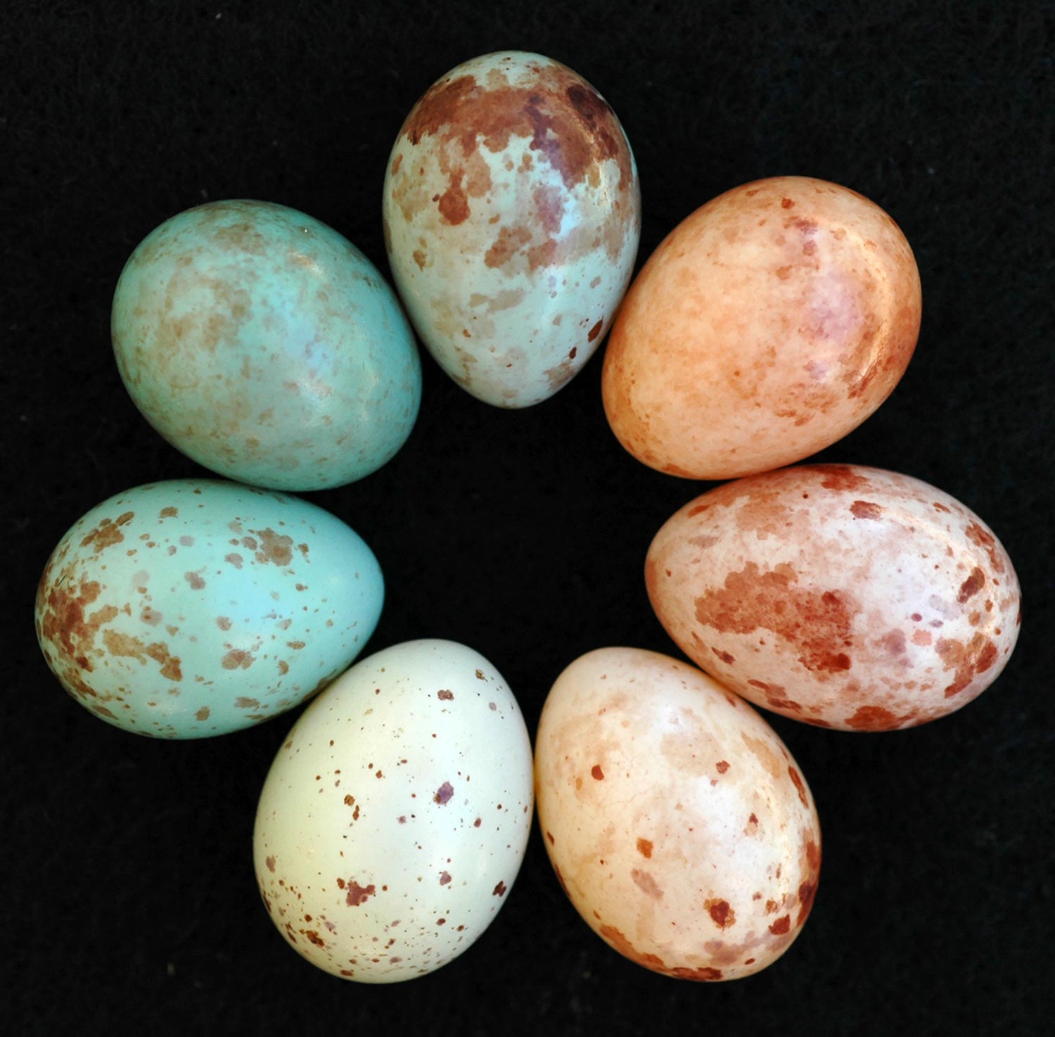 Какого цвета яйца птиц