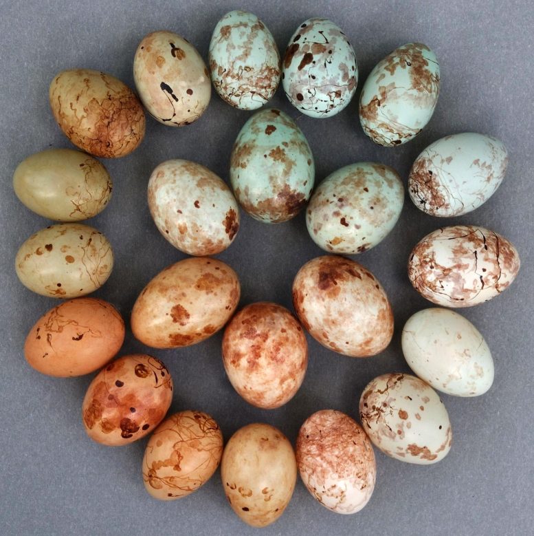 Cuckoo Finch Mimicry of Tawny-Flanked Prinia Eggs
