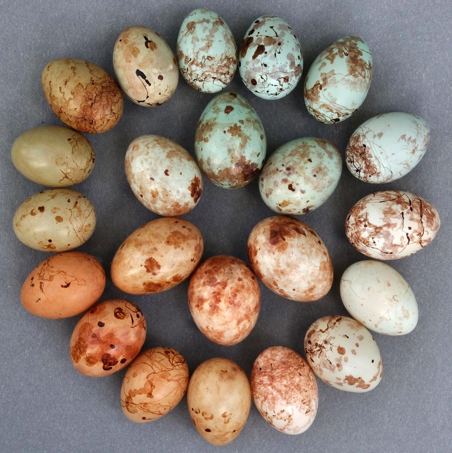Особенности яйца птиц. Кукушковый Ткач яйца. Яйца ожереловых. Птичьи яйца. Пятнистые птичьи яйца.