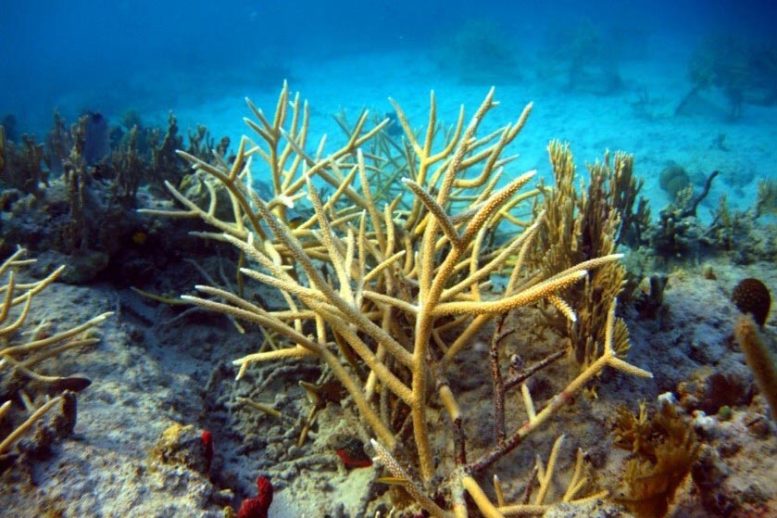 Culebra Coral Reef