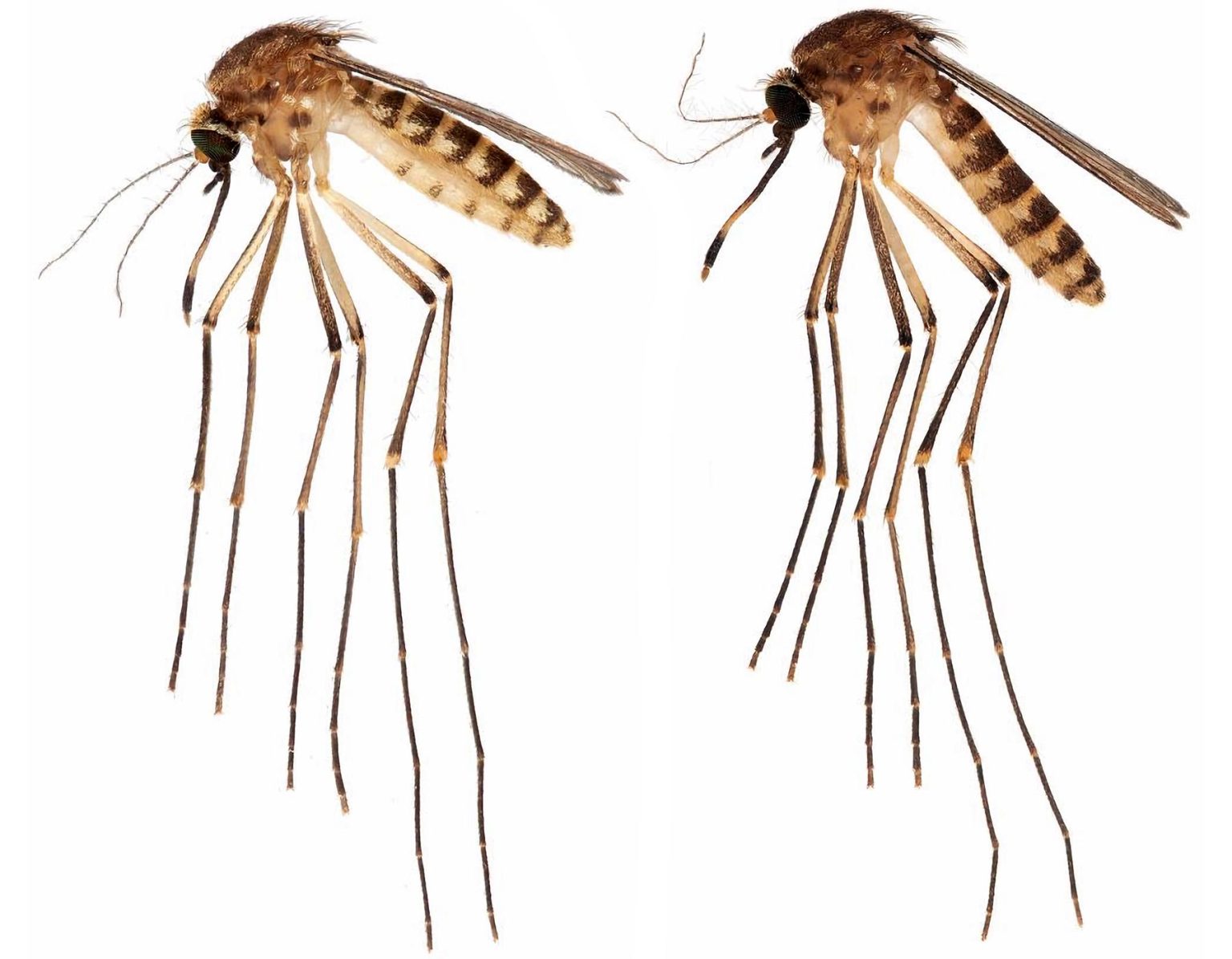 La lejía mata las larvas de mosquito
