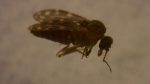 Culicoides paraensis the Gunpowder Midge