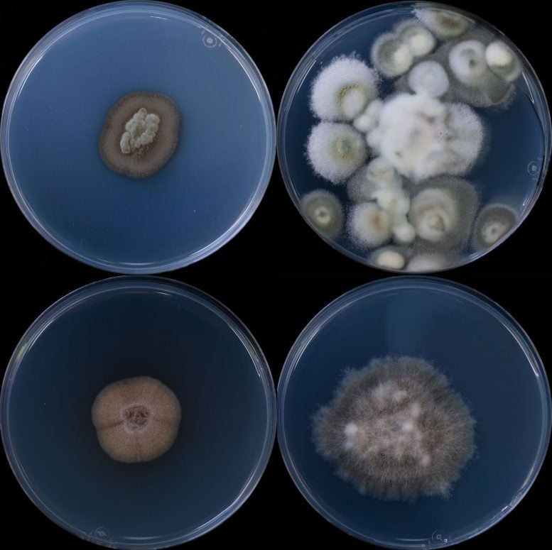Cultured Deep Subsurface Fungal Colonies