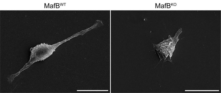 Cultured Macrophages Scanning Electron Microscopy