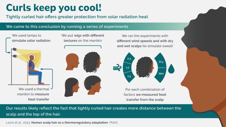 Curls Keep You Cool Research Infographic