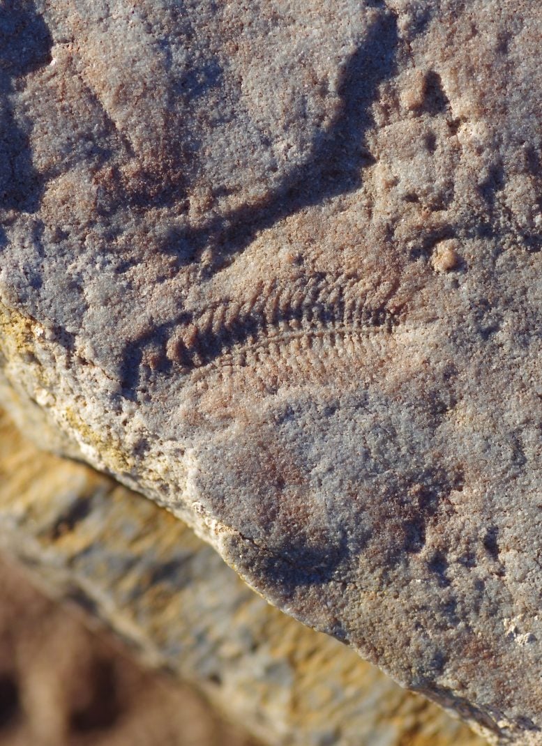 Curved Spriggina floundersi Fossil