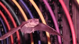 Custom Bat Flight Room