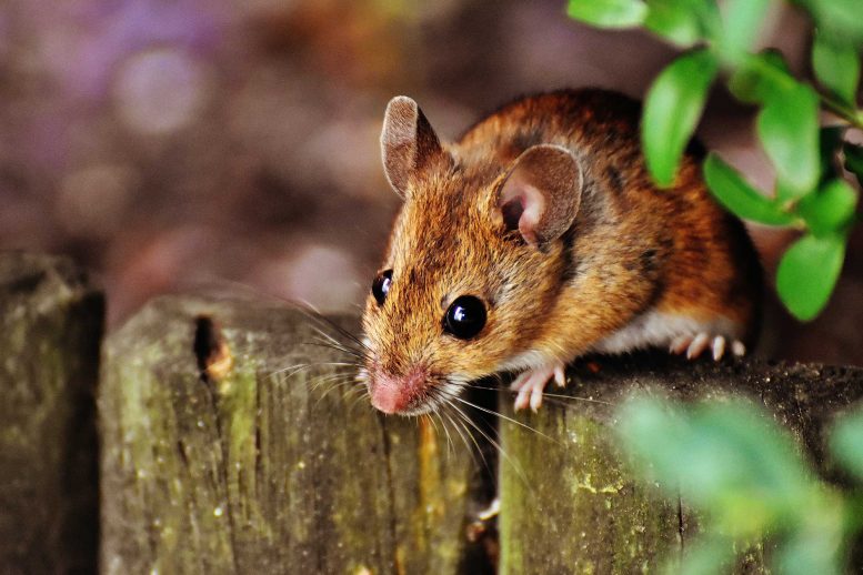 Cute Brown Mouse