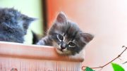 Cute Kitten Head Out