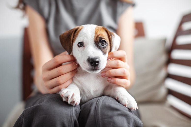 Cute Little Dog Small Jack Russell Puppy