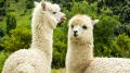 Cute Llamas