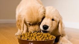 Cute Puppies Eating Kibble Dog Food